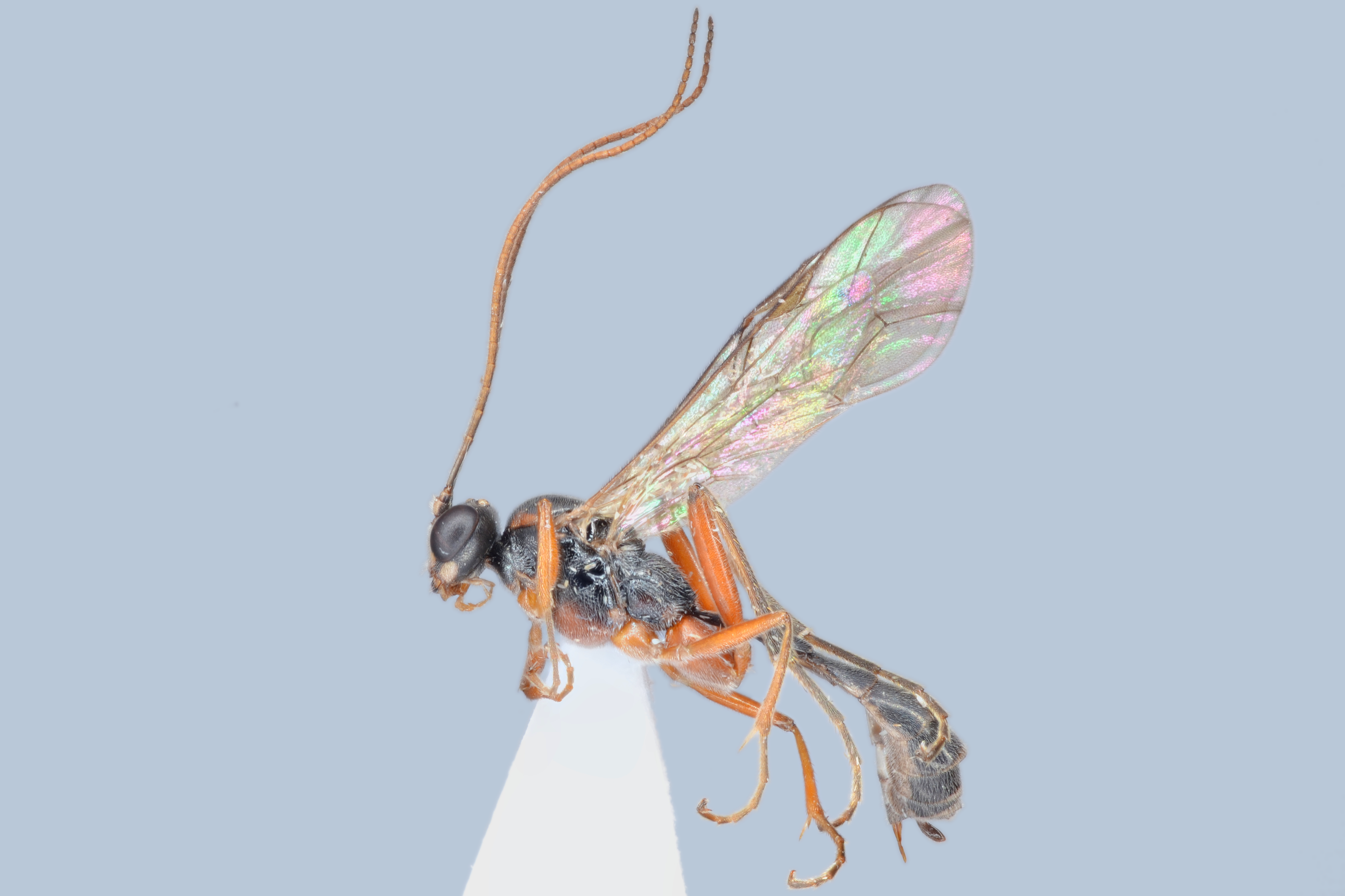 Mesoleptidea cingulata